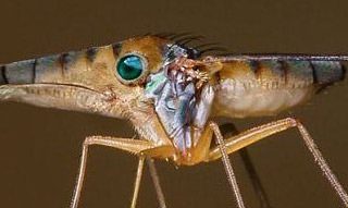 Дивні фотоманіпуляції Яна Оліхоєка