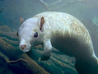 Дивні фотоманіпуляції Яна Оліхоєка