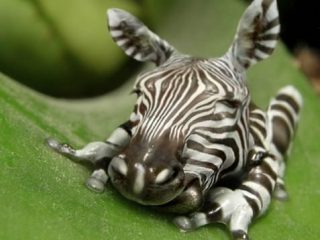 Дивні фотоманіпуляції Яна Оліхоєка