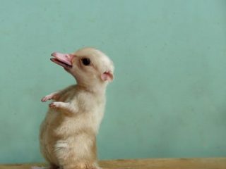 Дивні фотоманіпуляції Яна Оліхоєка