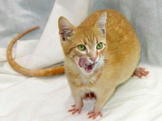 Дивні фотоманіпуляції Яна Оліхоєка