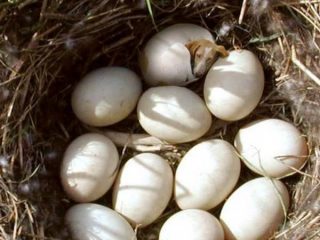 Дивні фотоманіпуляції Яна Оліхоєка