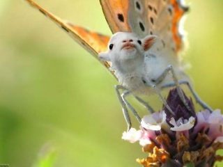 Дивні фотоманіпуляції Яна Оліхоєка