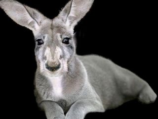 Дивні фотоманіпуляції Яна Оліхоєка