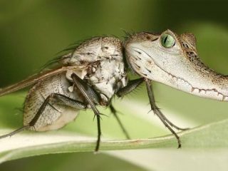 Дивні фотоманіпуляції Яна Оліхоєка