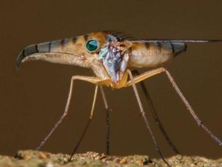 Дивні фотоманіпуляції Яна Оліхоєка